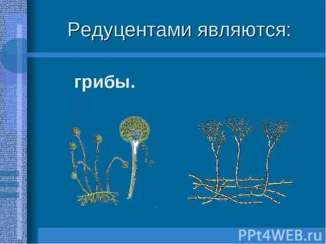 Мукор редуцент. Плесневые грибы продуценты. Редуценты гриб пеницилл. Плесневелые грибы редуценты. Грибы являются редуцентами.