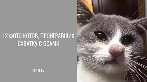 Тоже котик