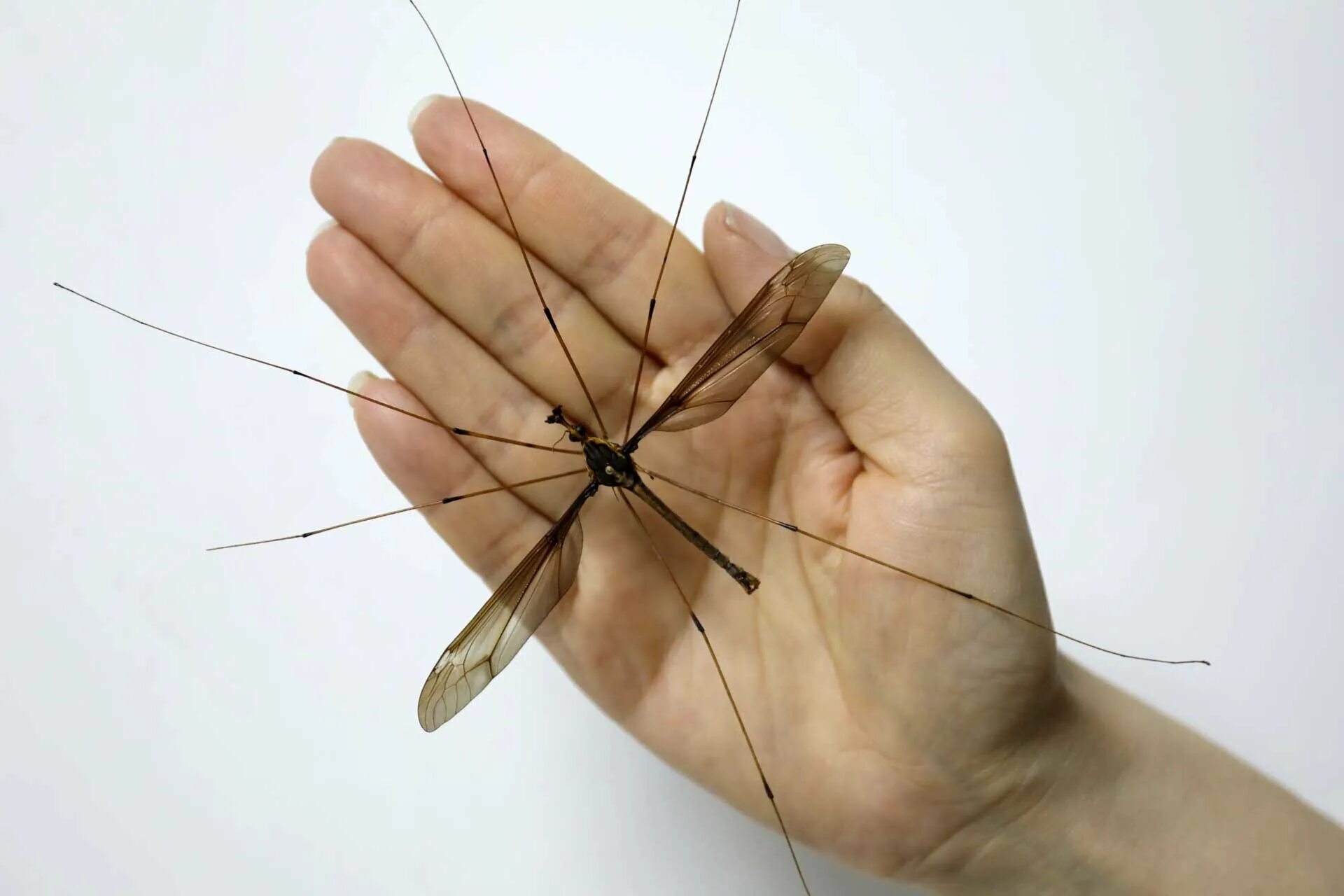 Как называется большой комар. Самый большой комар долгоножка. Малярийный комар долгоножка. Комар гигант - долгоножка. Малярийный комар большой долгоножка.
