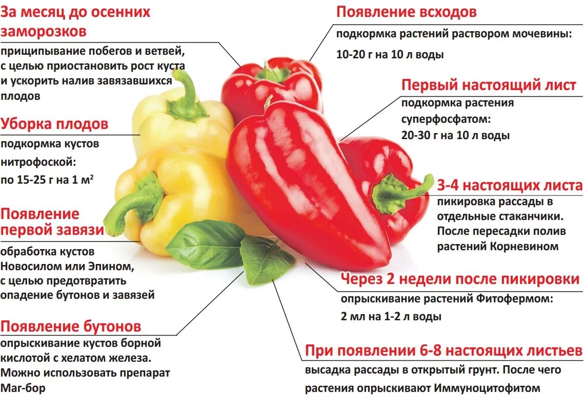 Сколько нужно поливать перцы. Схема удобрения перца. Болгарский перец. Подкормка болгарского перца. Болгарский перец в открытом грунте.