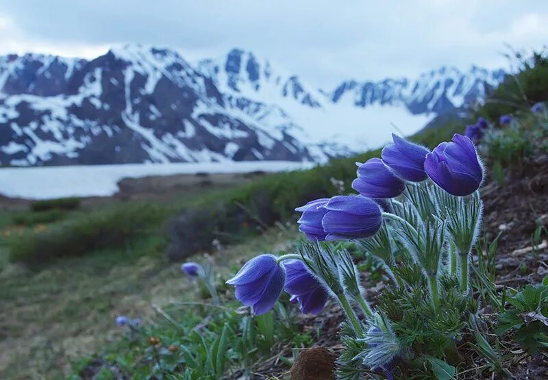 флора горного алтая маральник. горный алтай альпийские луга. прострел тункинская долина. цветок огонек кузнецкий алатау. купальница азиатская на алтае.