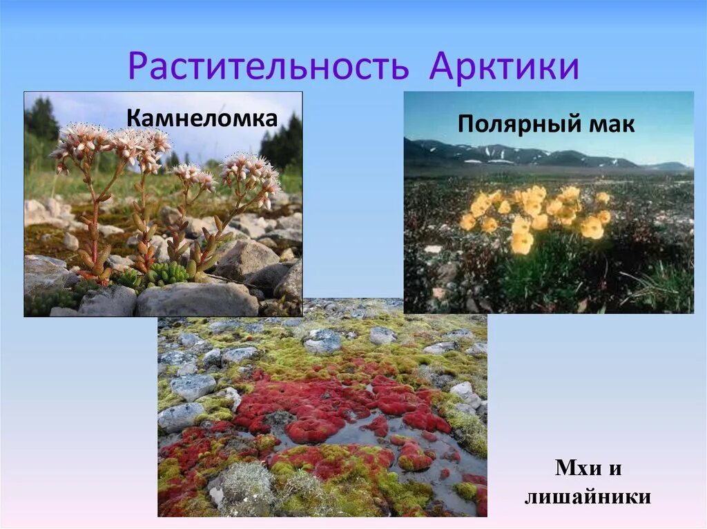 Растения обитающие в арктических пустынях. Мхи лишайники полярный мак. арктика полярный мак лишайники мхи. растения арктических пустынь евразии. растительный мир арктики.