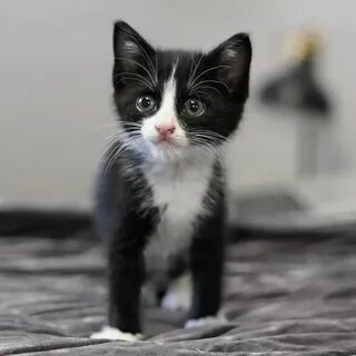 Черно белый котенок в доме