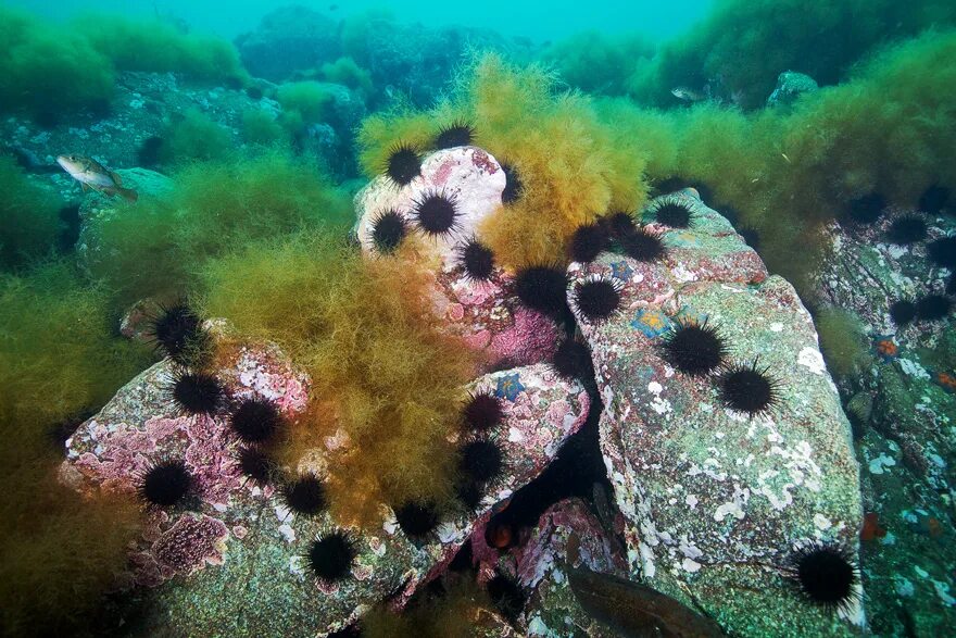 остров хоккайдо побережье. остров рикорда (японское море, залив петра великого). японское море самое большое. японское море самое большое. японское море самое большое.