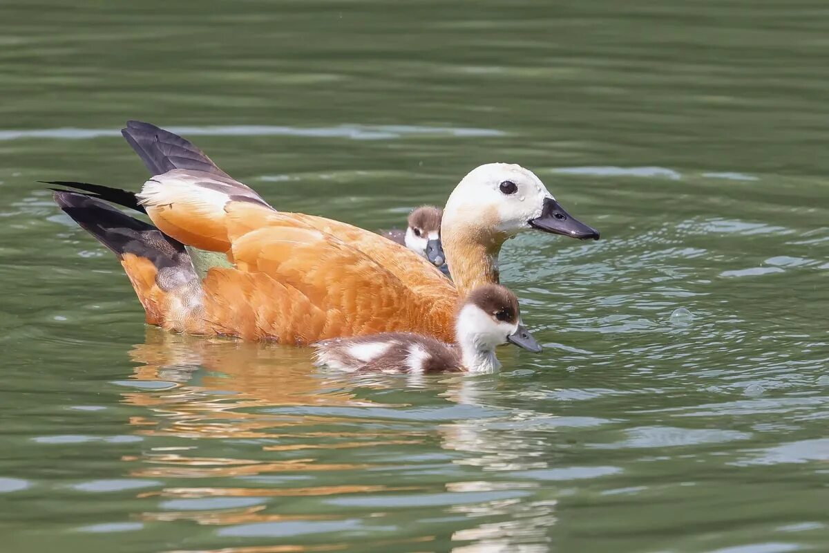 Огарь Tadorna ferruginea. О́гарь (Tadorna ferruginea). Красная утка Огарь. Огари в Царицыно. Огарь в красной книге