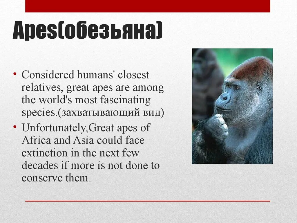 Could asia. Ape обезьяна. Close relatives Apes. Apes 7 класс презентация. Apes species.