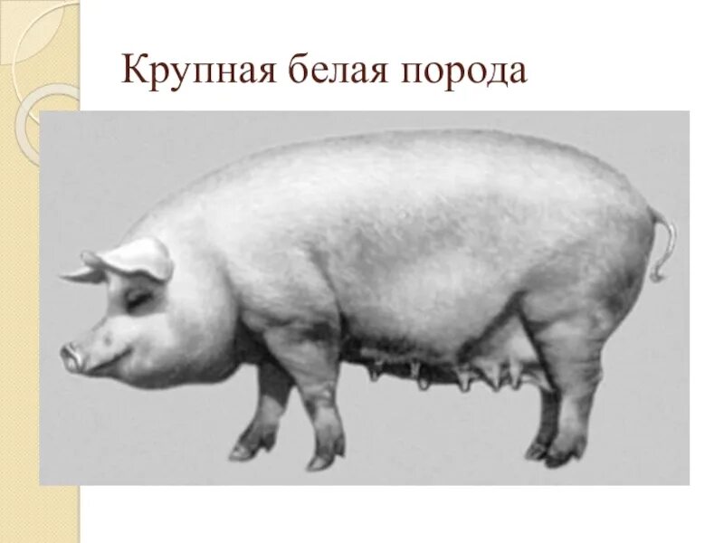 Украинская степная белая порода. Поросята крупной белой породы. Ландрас (порода свиней). Черно белая порода свиней. Скрещивание крупной белой.