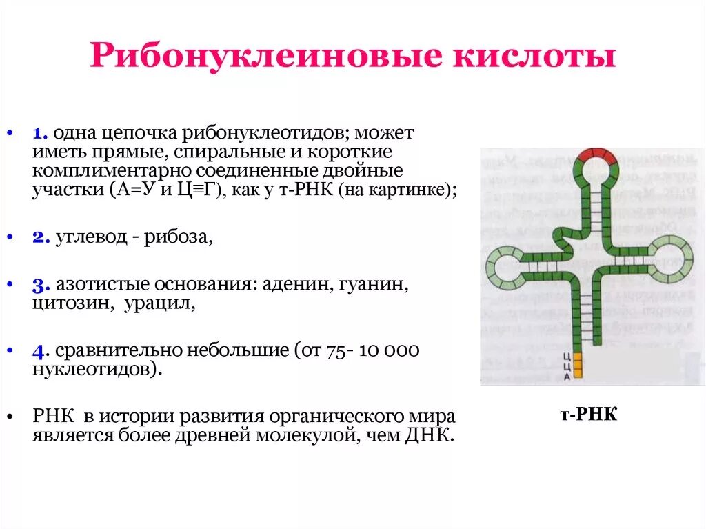 Функции рибонуклеиновой кислоты РНК. Функции РНК кислот. Рибонуклеиновая кислота строение. Рибонуклеиновая кислота функции.