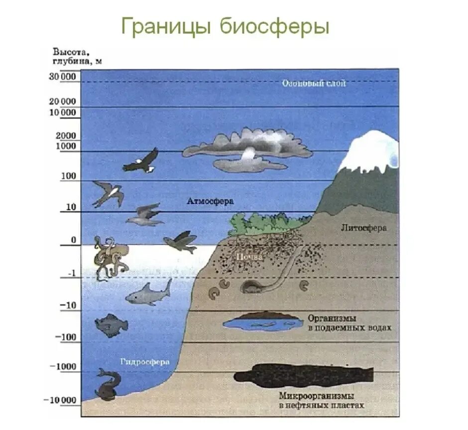 Условия существования живых организмов в океане. Распределение организмов в биосфере рисунок. Биосфера распределение живых организмов на земле. Распространение жизни в биосфере схема. Биосфера — область распространения жизни рисунок.