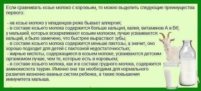 Можно ли давать ребенку коровье молоко. Как давать козье молоко 1 ребенку. Как разбавлять козье молоко для грудничков 1 месяц. Как разбавлять козье молоко для грудничков. Как разводить козье молоко для грудничков.