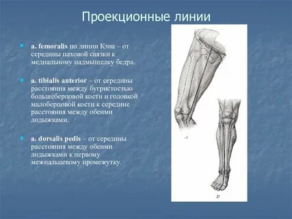 Развитие верхней и нижней конечности