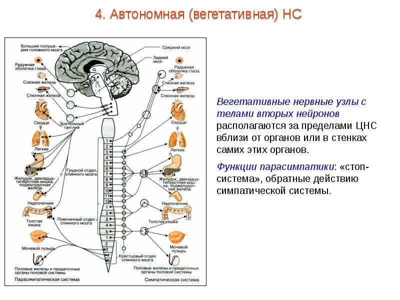 Вегетативная автономная нервная система функции. Строение и функции отделов нервной системы таблица. Отделы центральной нервной системы таблица. Отделы вегетативной нервной системы строение. Роль отделов цнс