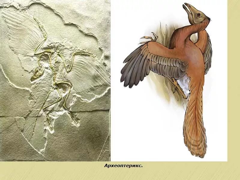 Древняя птица археоптерикс. На рисунке изображена реконструкция археоптерикса. Археоптерикс егэ биология. Зденек буриан археоптерикс. На рисунке изображена реконструкция археоптерикса.
