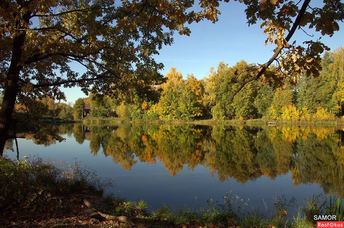 желтый пруд фото. желтый пруд балашиха. салтыковский лесопарк пруд. серебряный пруд салтыковка рыбалка. салтыковка пруд.