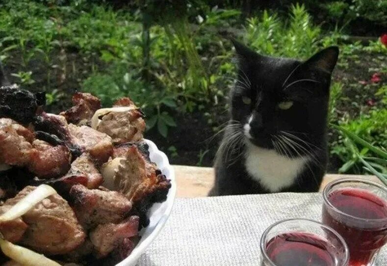 Кот шашлык читать. Котик и шашлык. кошачий шашлык. шашлычный кот. шашашлык на даче.