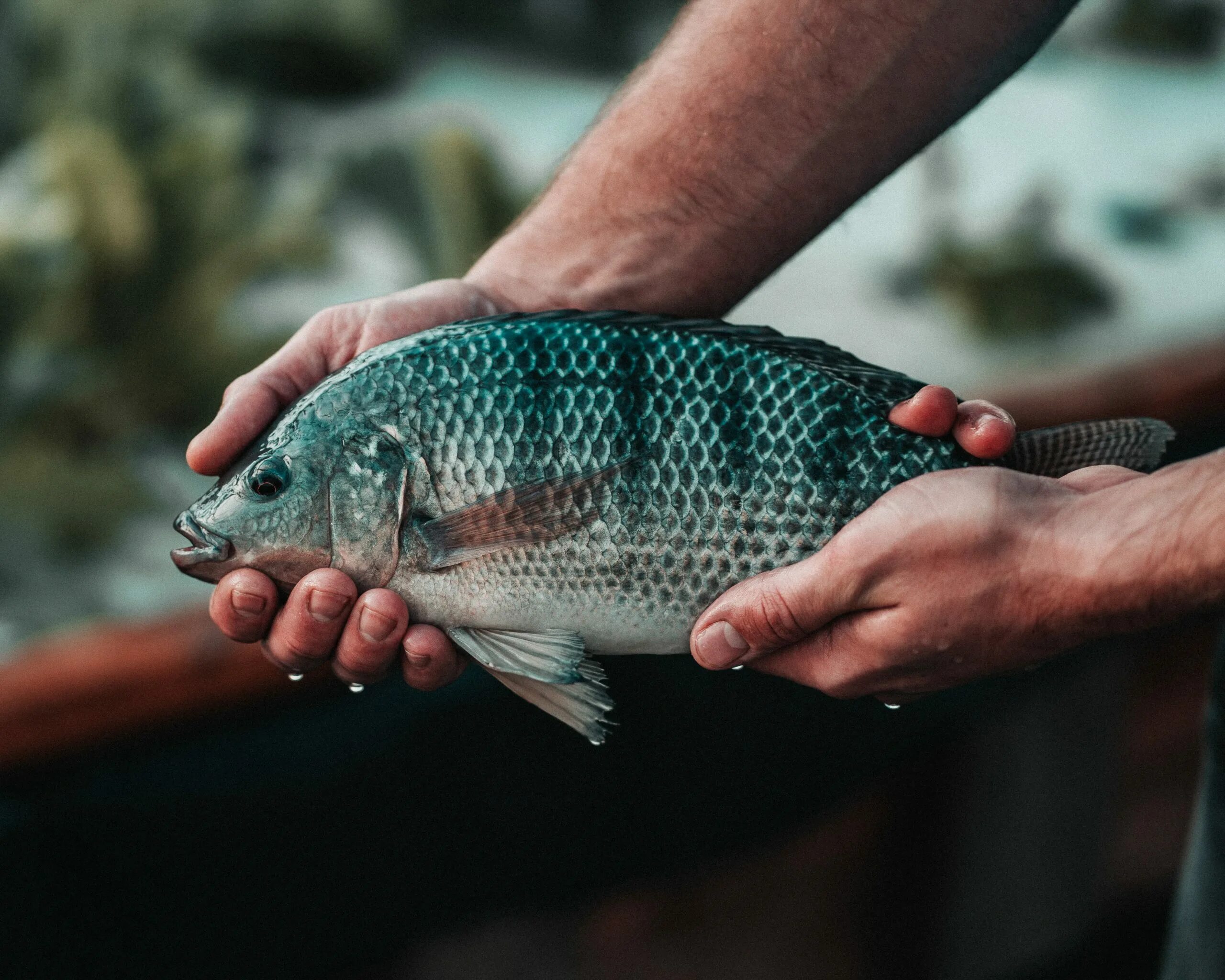 Source Tilapia congelada pescado iqf WR exportador de China on m.alibaba.com