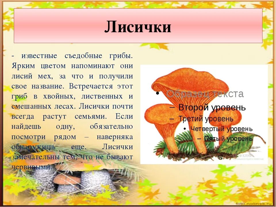 Информация про грибы. Гриб Лисичка описание для 3 класса. Лисичка гриб описание для детей 1 класса. Биология гриб Лисичка сообщение. Сообщение о грибе Лисичка 3 класс.