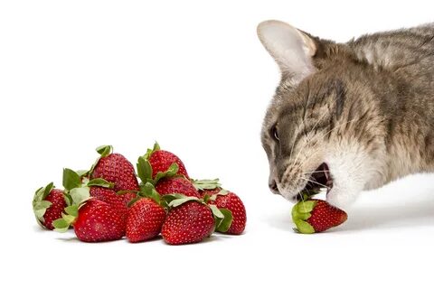 Cat piece fruits