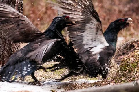 Брачная поляна глухарей 8 букв сканворд