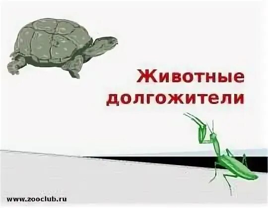 Животные долгожители таблица названия и возраст Животные-долгожители Составили: Кукарских Лера и Лепешкина Настя скачать презе