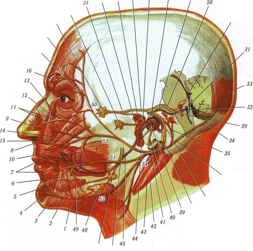 Тройничный нерв Неттер. Лицевой нерва анатоми я нетер. Тройничный нерв анатомия Неттер. Тройничный нерв атлас Неттера. Нервы лицевого черепа