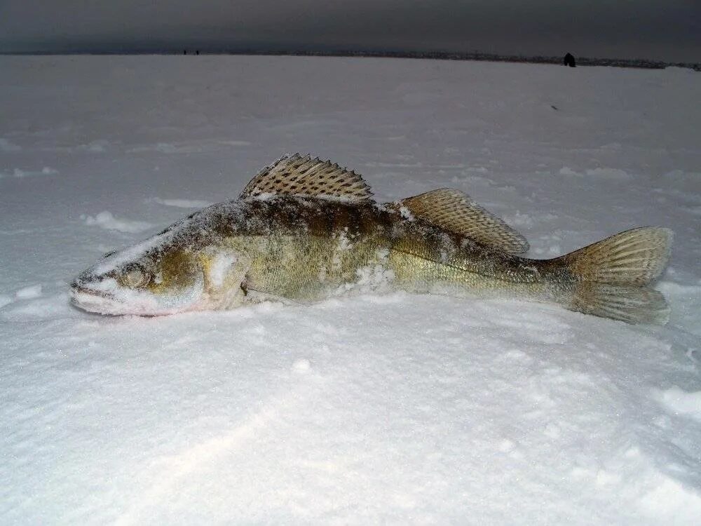 Судак зимой ночью со льда. Ночной судак зимой. Ловля судака ночью зимой. Ночная ловля судака зимой со льда. Зимняя ночная рыбалка на судака в петербурге.