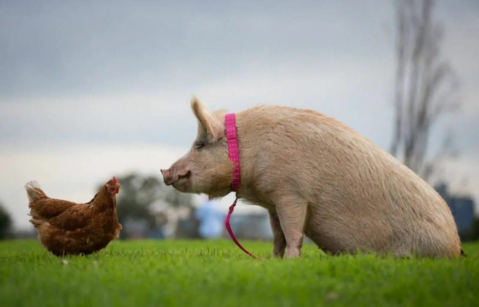 The animals is happy. Счастливые животные. happy animals. go animal. golang animal.