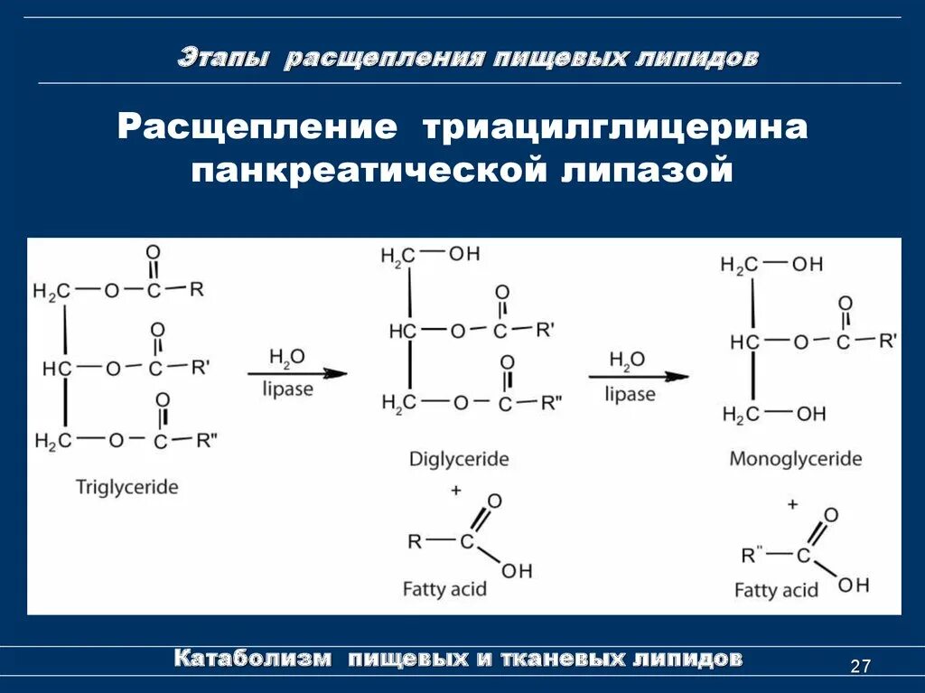 Ферменты расщепления нейтрального жира. Схема ферментативного гидролиза жира. гидролиз панкреатической липазой. гидролиз триацилглицеридов. катаболизм триглицеридов биохимия.