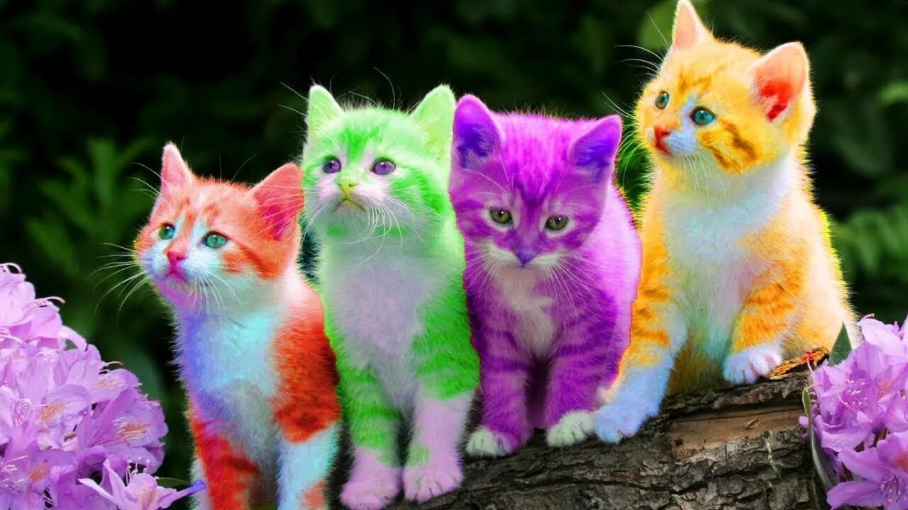Red cat играем в радужных друзей