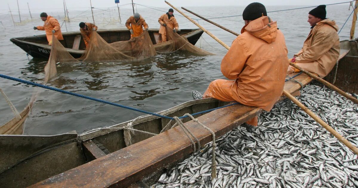 Балтийское море рыбный промысел. Рыболовный промысел в Балтийском море. Балтийское море промышленный лов рыбы. Рыбак профессия. Мировой улов