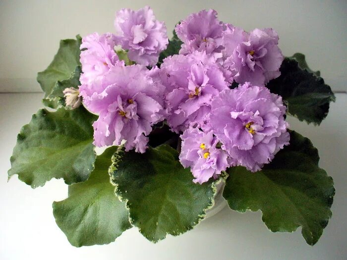 фиалка ливень. фиалка ливень. фиалка ливень. фиалка сорт ват ливень. фиалка ле аленушка мини.