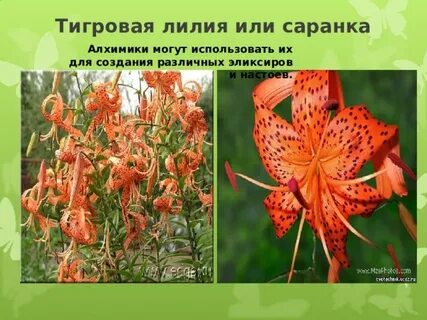 Лилия растение систематика