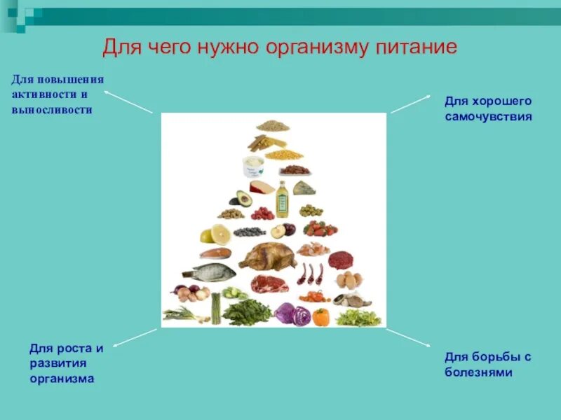 Почему пища необходима человеку. Что нужно организму. Для чего организму нужно питаться. Питание организмов. Для чего необходимо питаться.