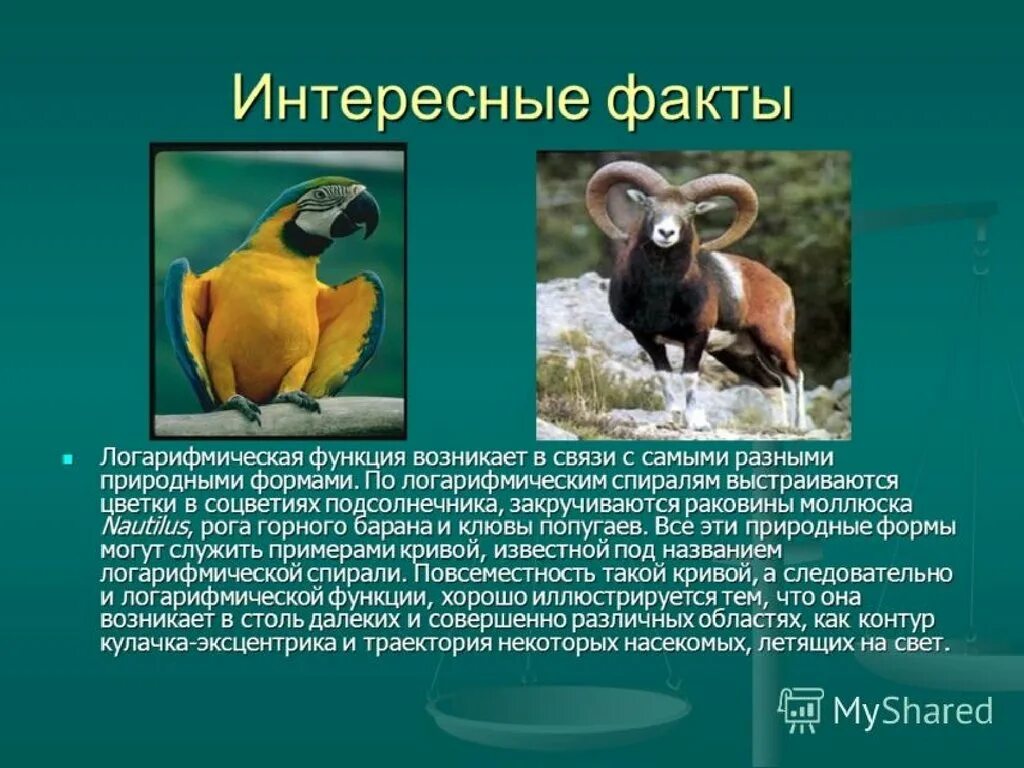 Удивительные функции. Удивительные функции