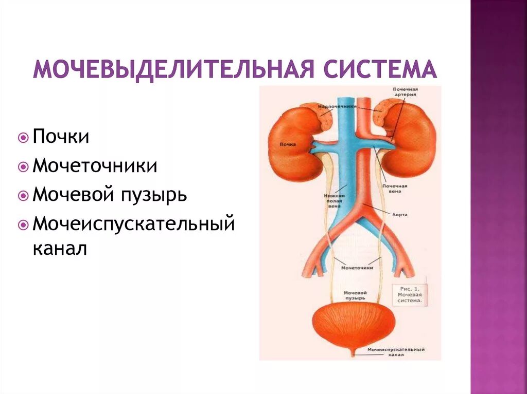 Анатомия мочевыделительной системы презентация. Строение мочевыделительной системы человека. Выделительная система человека анатомия. Вывод строение мочевыделительной системы. Выделение строение и функции мочевыделительной системы презентация