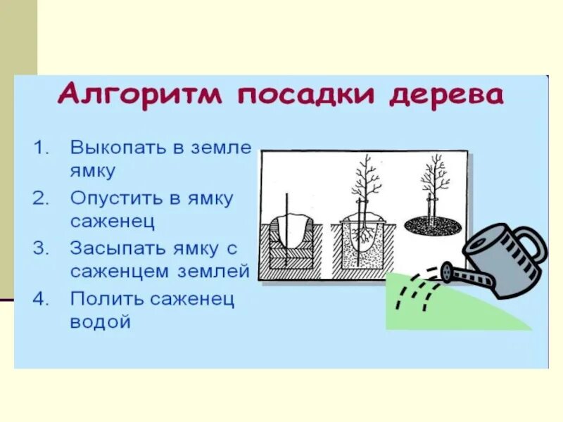 Алгоритм посадки дерева. Алгоритм посадки дерева для детей. Алгоритм для детей сажаем дерево. Алгоритм посадки растений для дошкольников.