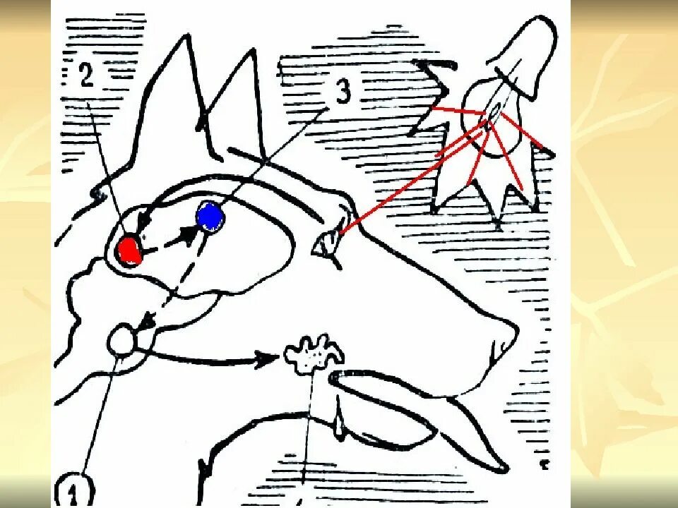 Теория условных рефлексов. Условный рефлекс павлова схема. условные рефлексы и.п. павлова. теория условного рефлекса павлова. условно-рефлекторная теория и.п. павлова.