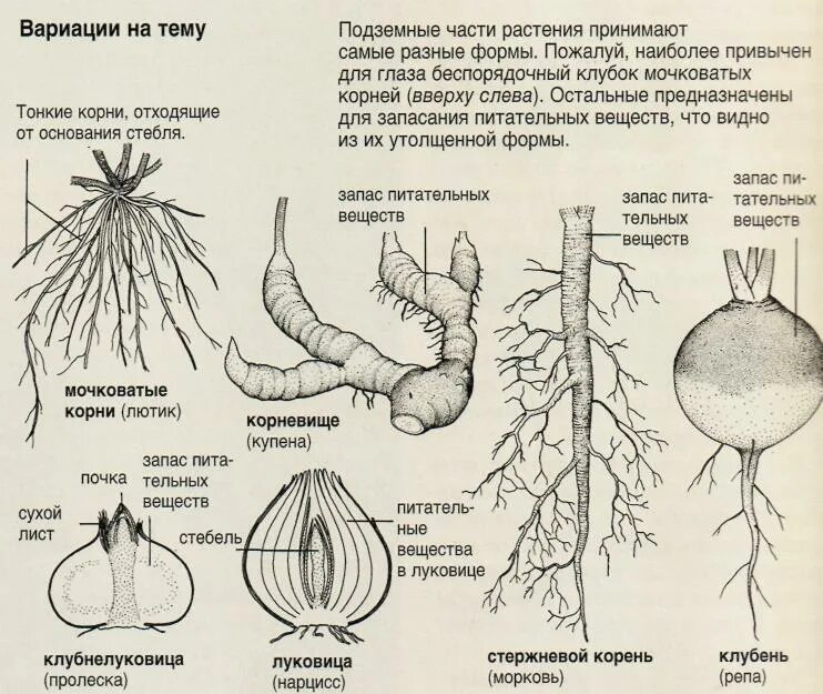 Главный корень зародыша развивается. Форма корневища. Строение корня свеклы. Корни растений.