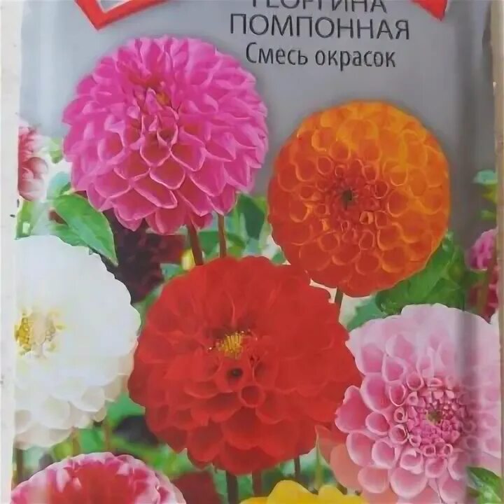 Помпонные георгины сорта. Георгины однолетние помпонные. георгины помпонные смесь.