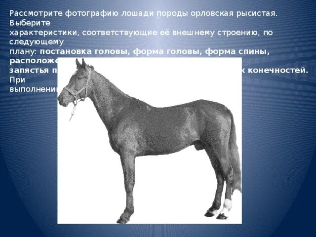 Фалабелла гнедая. Лошади породы фалабелла. Пони породы фалабелла. Пони породы фалабелла. Аргентинский фалабелл.