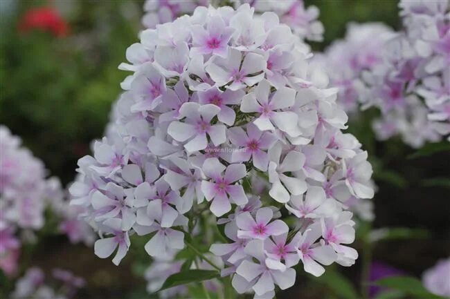Купить Флокс метельчатый Зимнее Утро - Флокс - GardenPlants