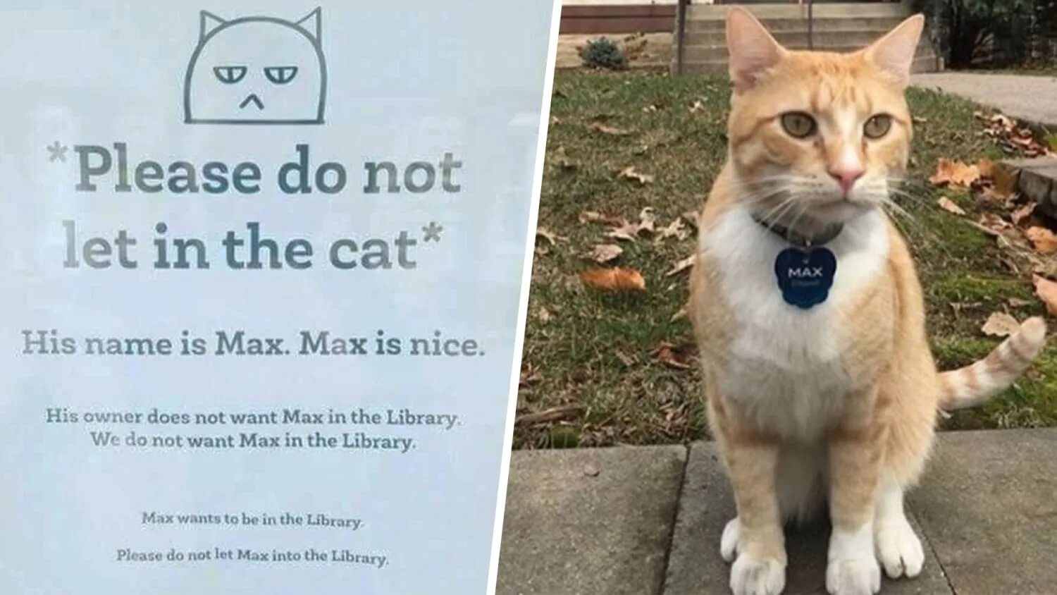 Do not want to install. Please кот. do not the cat. max the cat. please do not the cat meme.