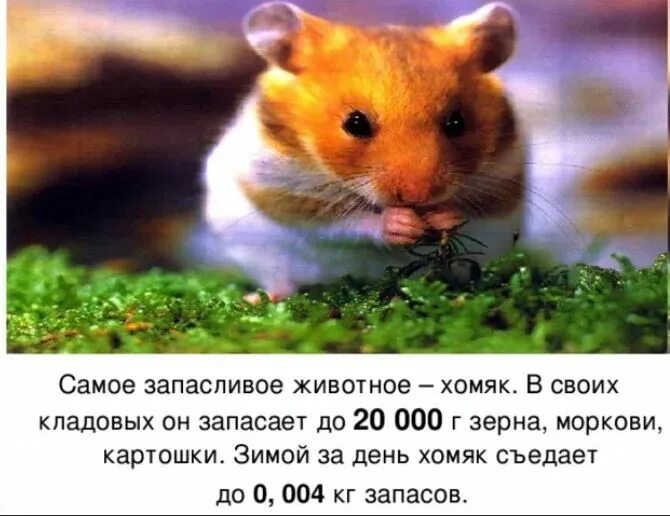 Мышь ест арбуз. Морская свинка ест арбуз. Животные и арбуз. Хомяк. Хомяк с арбузом.