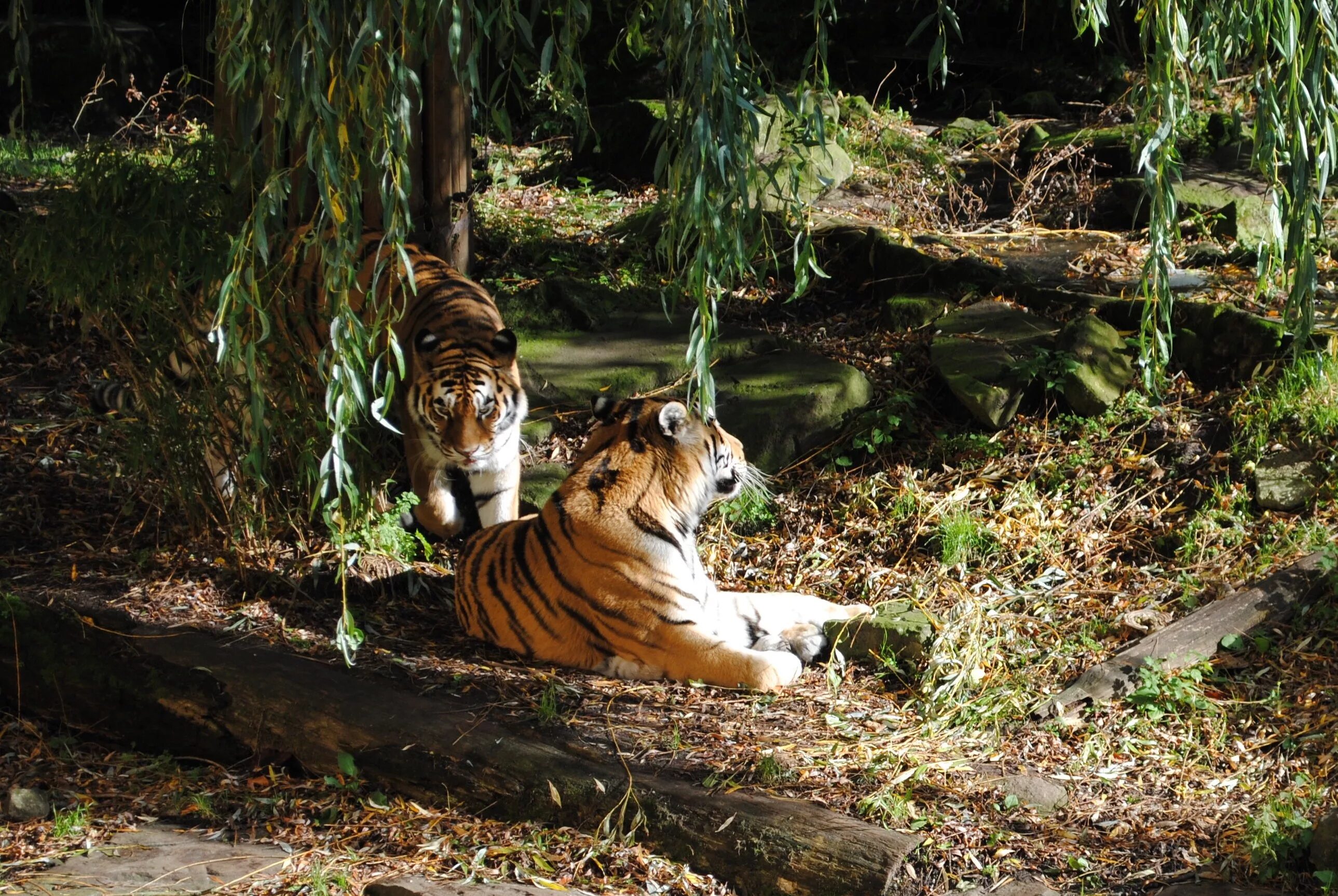 Хищники зоопарка. Тигр тропического леса Индии. Тигр в джунглях. Тигр в дикой природе. Тигр в тропиках.