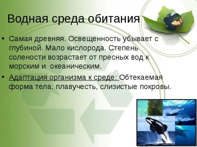 Приспособление живых организмов в океане. Адаптация организмов к водной среде. Адаптации к водной среде. Адаптация животных к водной среде. Водная среда обитания адаптация организмов.