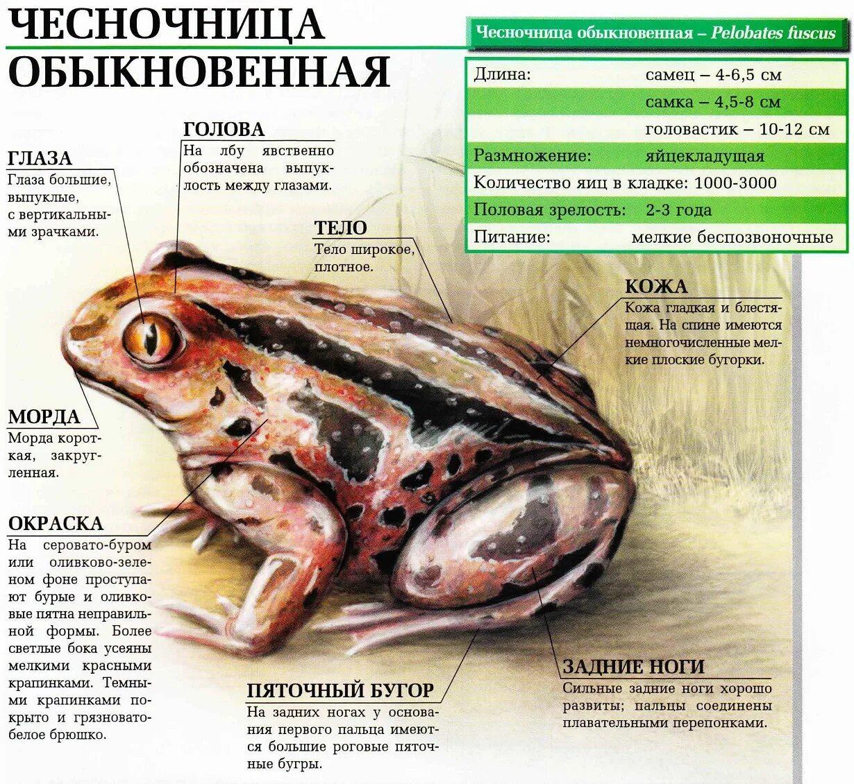 Болезнь хаглунда-шинца. Зачем чесночницам пяточные бугры. Зачем чесночницам пяточные бугры. Зачем чесночницам пяточные бугры. Строение лягушки чесночницы.