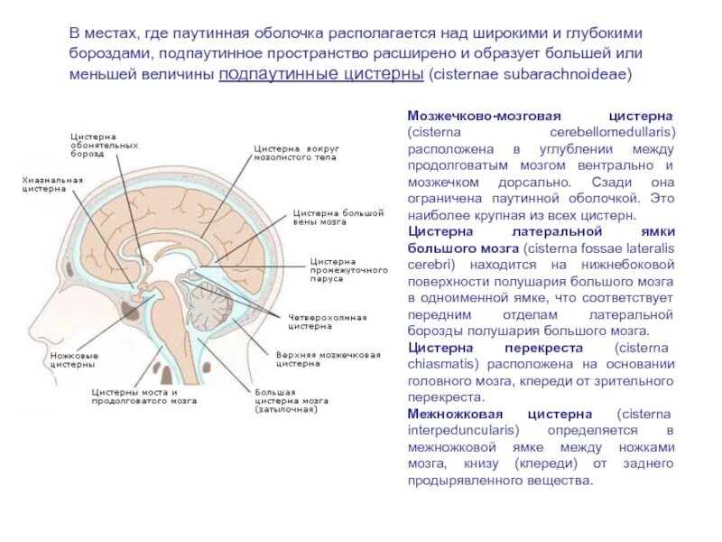 Субарахноидальное пространство головного мозга норма. Расширение субарахноидальных пространств головного мозга у взрослых. Субарахноидальное пространство мозжечка расширено. Подпаутинное субарахноидальное пространство. Цистерны паутинной оболочки головного мозга.
