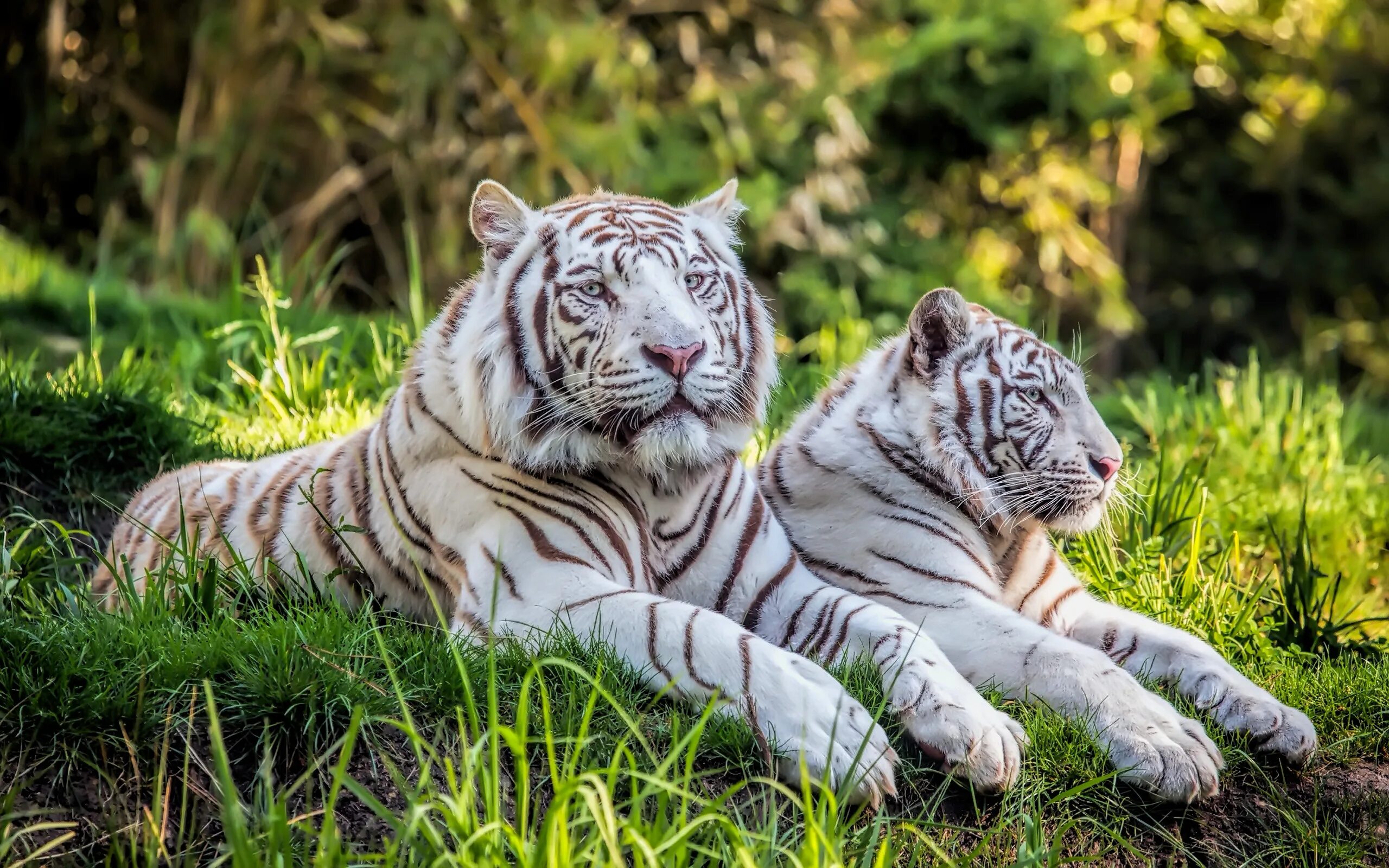Заставка на рабочий животные. Бенгальский тигр альбинос. Амурский тигр альбинос. Фиджи белый тигр. Уссурийский тигр белый.