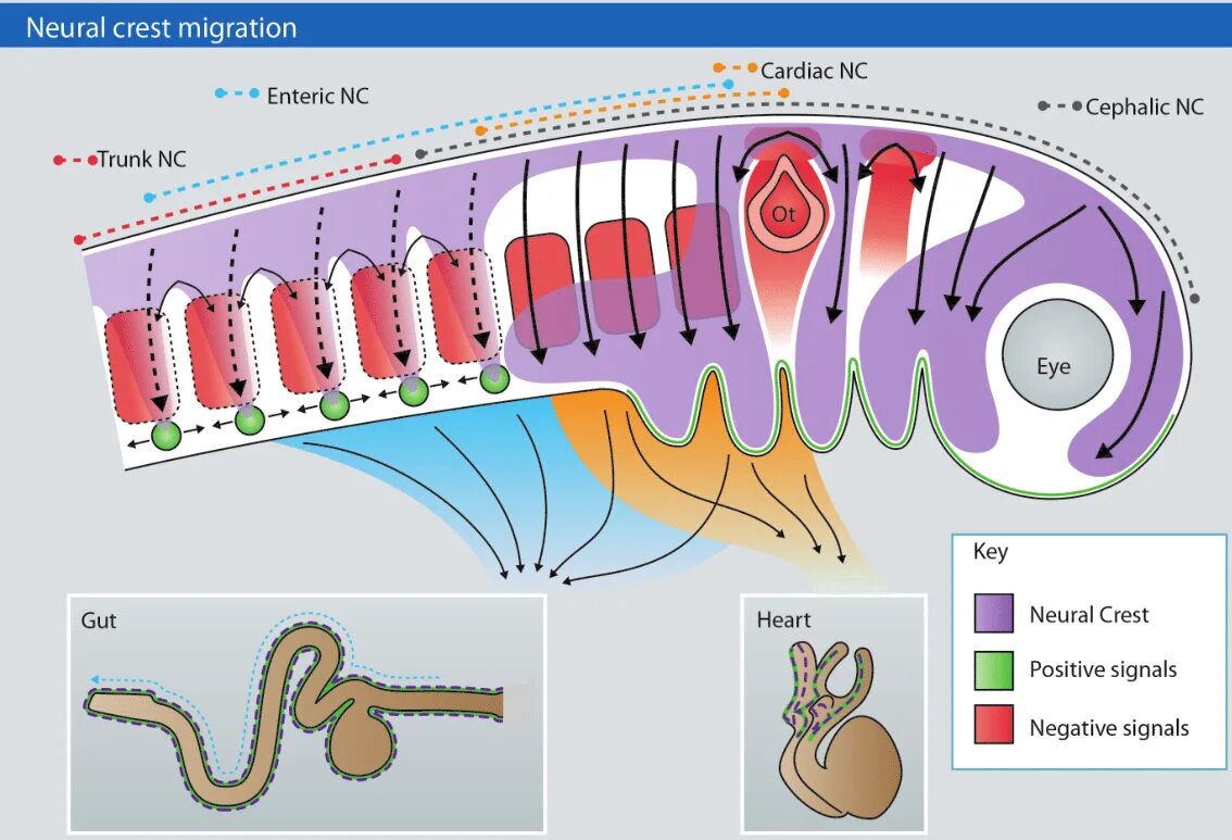 Neural development. Neural crest cells. migration of neural crest cells. cell differentiation neural crest cells. barinov alexay neural crest.