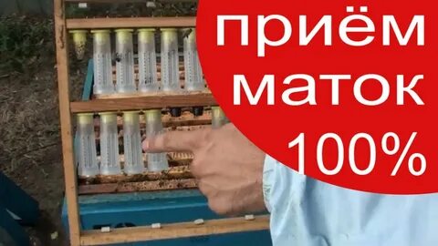 Прием маток